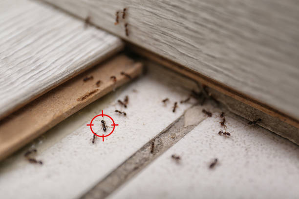 Best Ant Control Services  in Hebron, IL