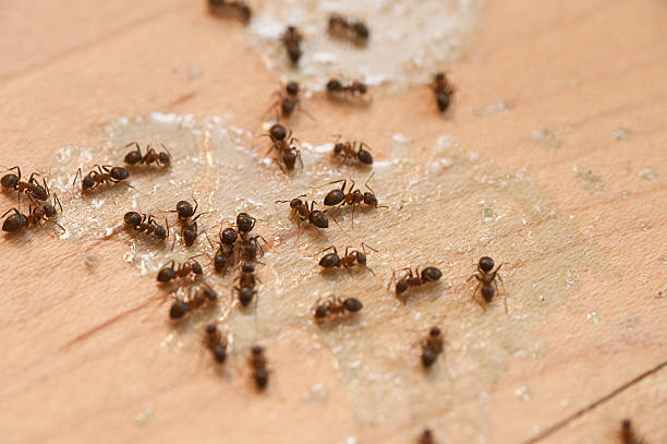 Best Pest Prevention Services  in Hebron, IL
